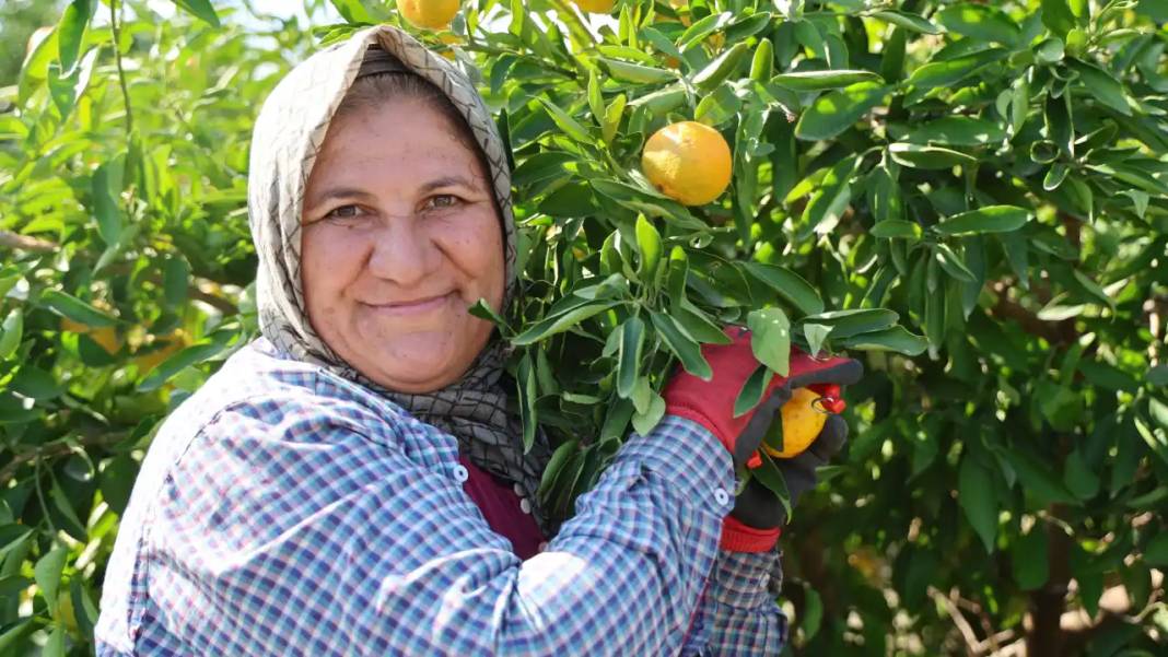 Adana’da Mandalina Hasadı Rekor Kırdı! Gelir Dibe Vurdu 4